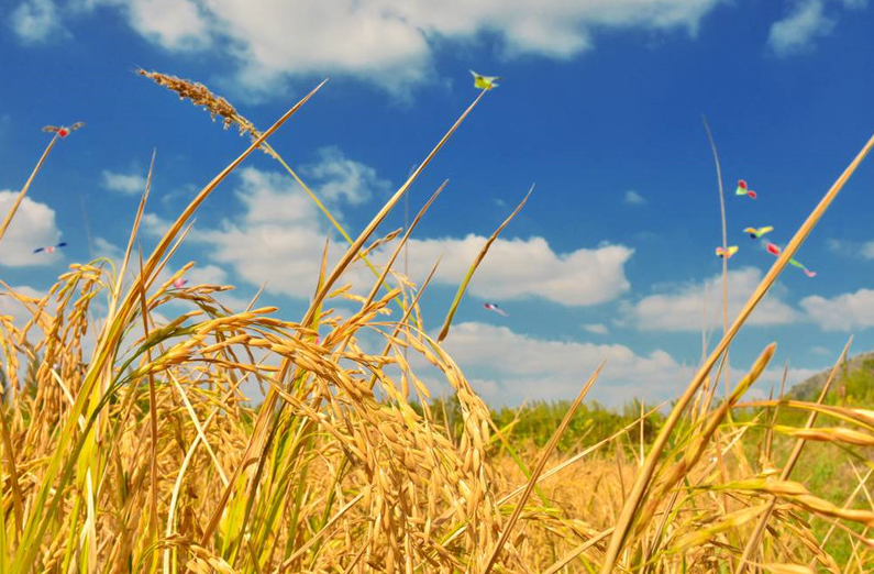 當(dāng)3S技術(shù)應(yīng)用于精準(zhǔn)農(nóng)業(yè)，奇跡就發(fā)生了！